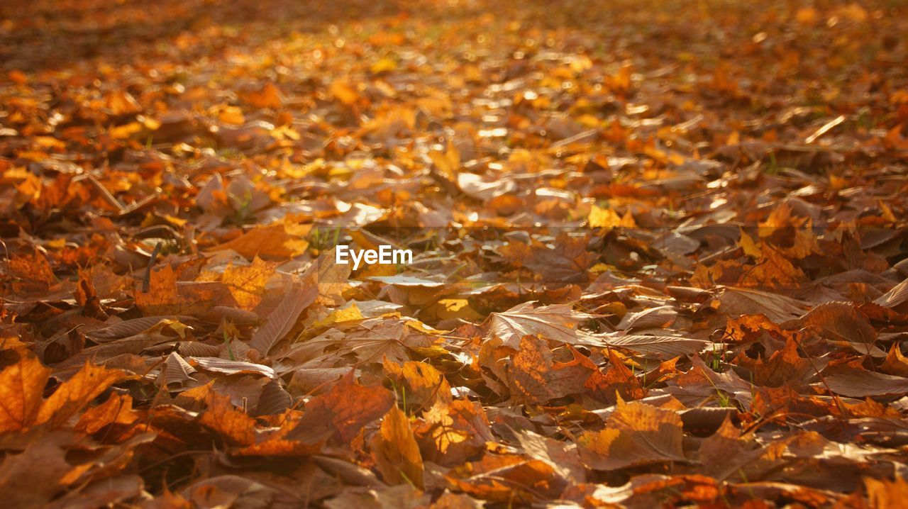 CLOSE-UP OF MAPLE LEAVES ON FIELD