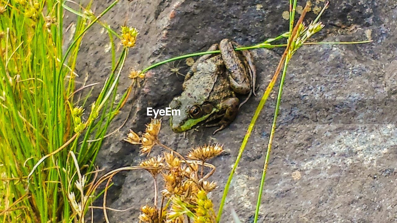 Close-up of green frog on rock with plant