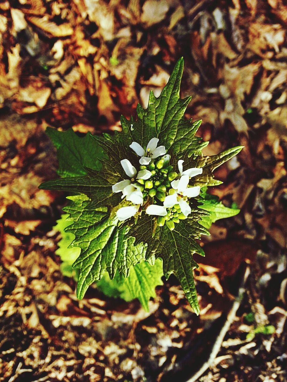 A spring flower