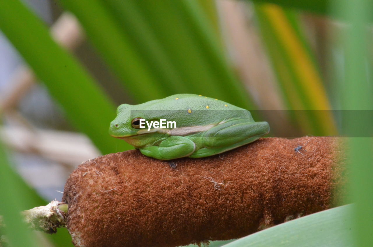 Close-up of green frog on cattails 