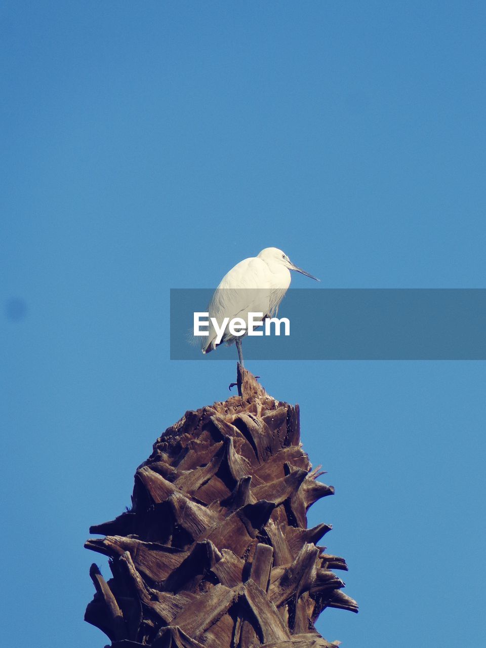 bird, animal themes, animal, animal wildlife, wildlife, blue, one animal, perching, no people, nature, sky, clear sky, wing, stork, copy space, day, outdoors, low angle view, sunny, full length, animal nest