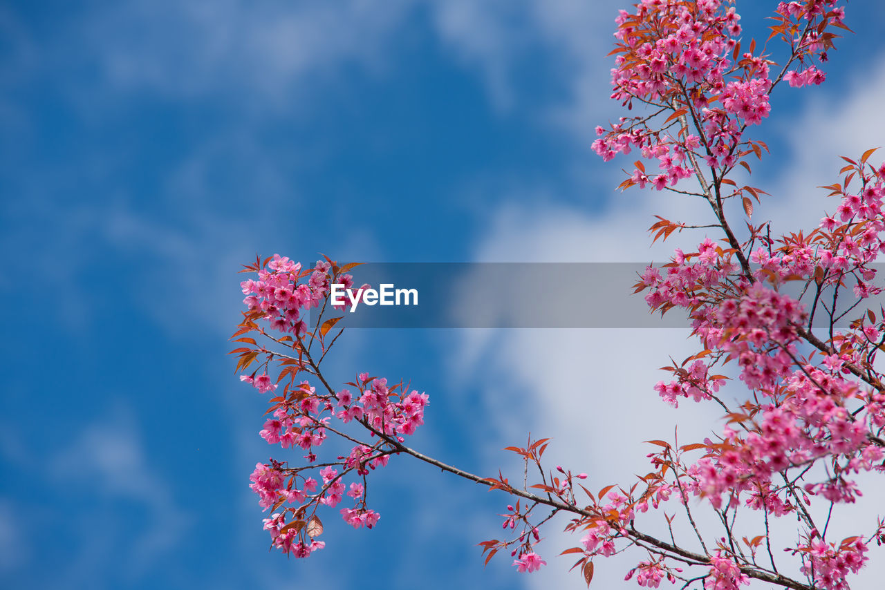 LOW ANGLE VIEW OF CHERRY BLOSSOM TREE