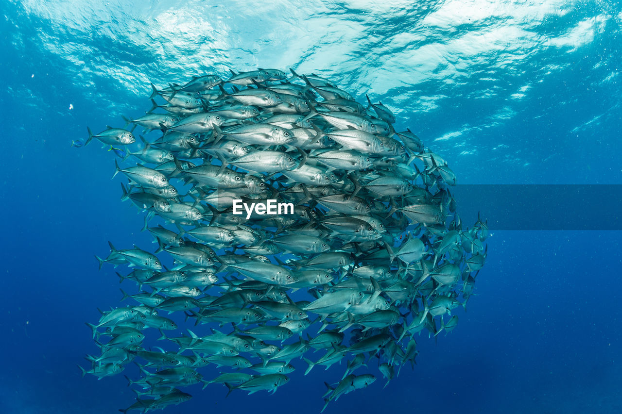 School of bigeye trevally, underwater photography