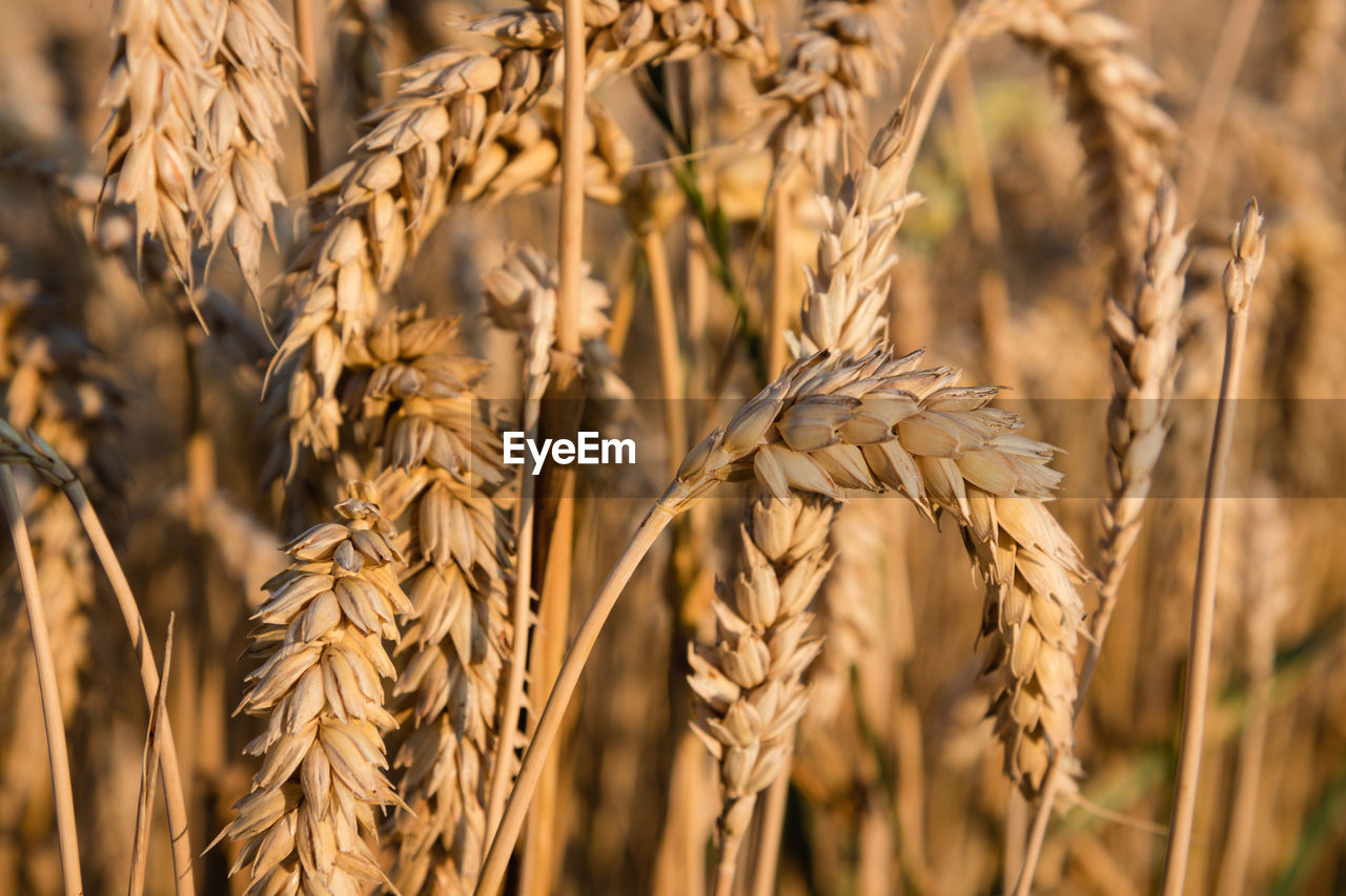 Close-up of stalks in field
