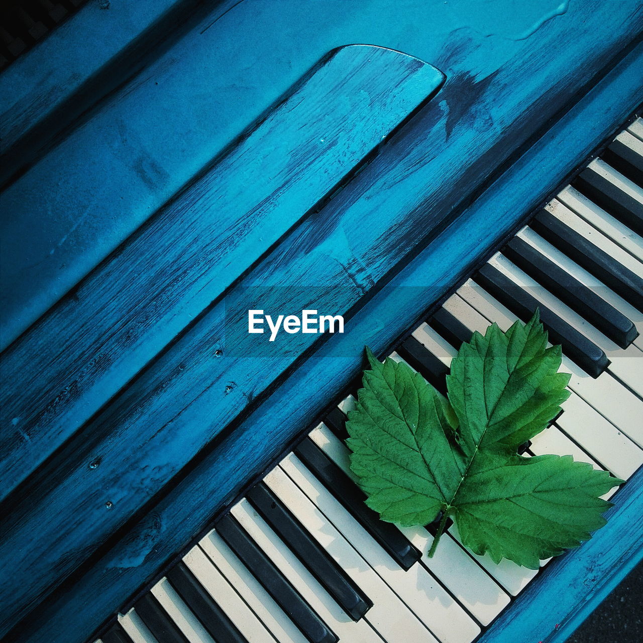 High angle view of leaves on piano