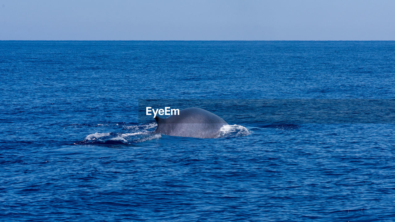 Whale before immersion as seen during a whale watching tour in the middle of tyrrhenian sea