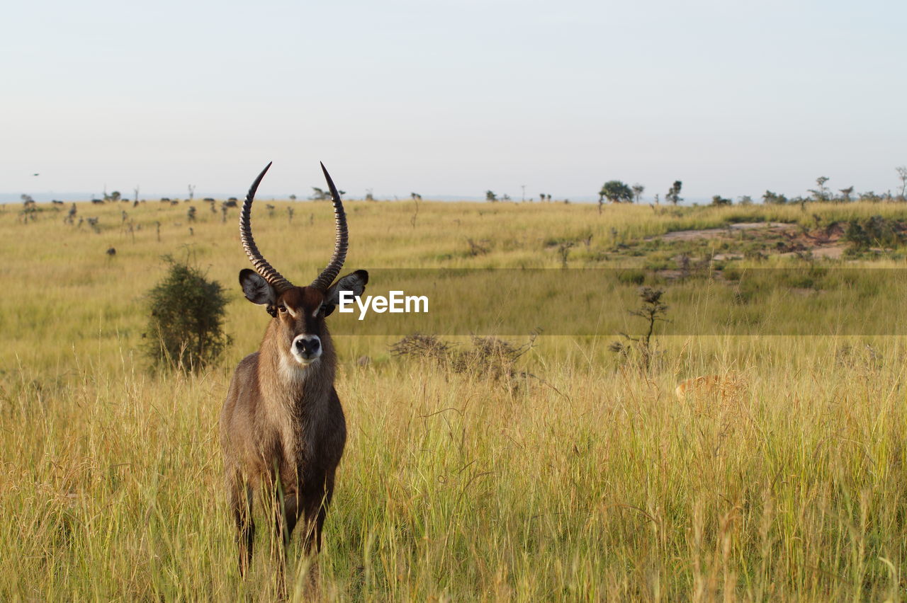 Male waterbuck in vast grassland looking at the camera