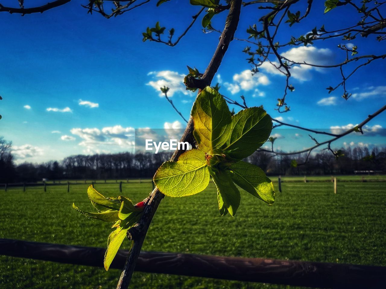 plant, nature, flower, sunlight, sky, tree, leaf, green, yellow, grass, beauty in nature, cloud, no people, field, outdoors, day, autumn, growth, branch, land, sports, environment, tranquility, blue, landscape, plant part