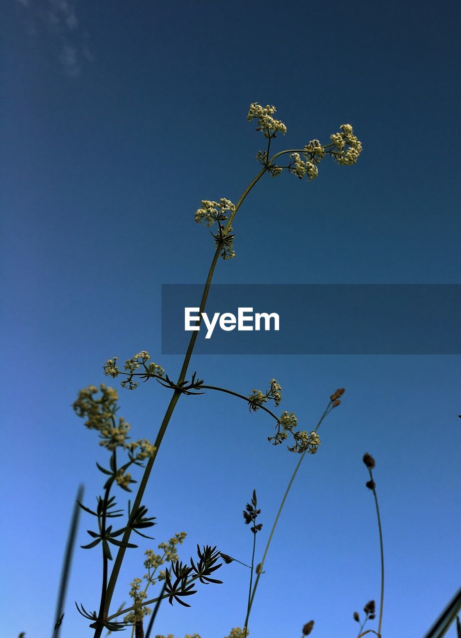 LOW ANGLE VIEW OF FLOWERS ON TREE AGAINST SKY