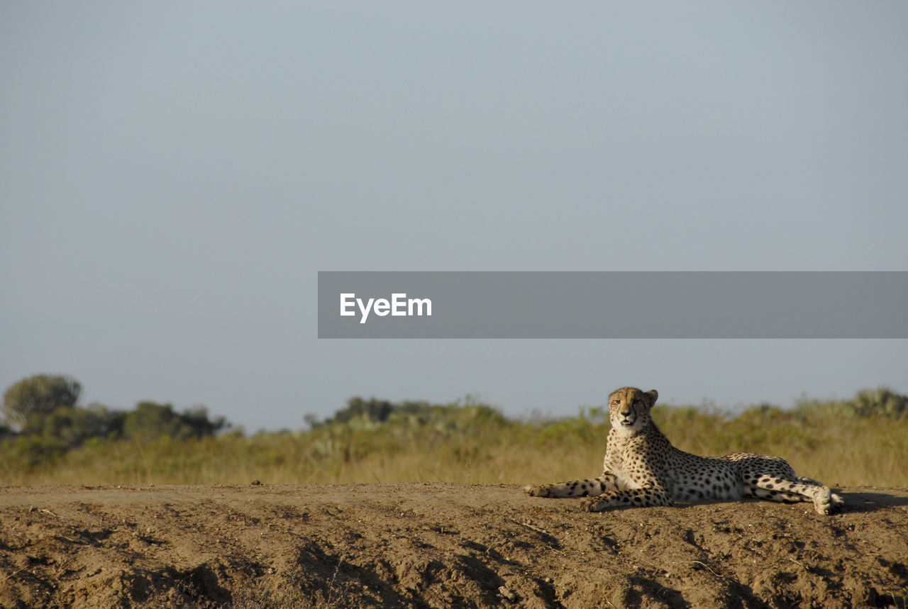 Cheetah lying on field at forest against clear sky