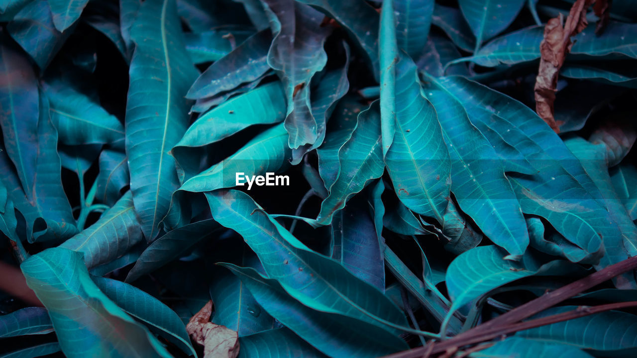 Full frame shot of green leaves