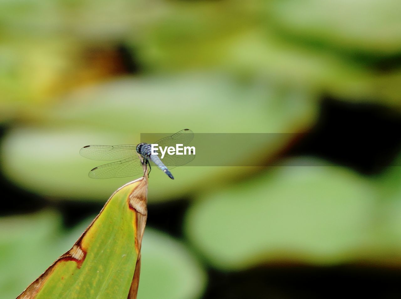 CLOSE-UP OF GRASSHOPPER