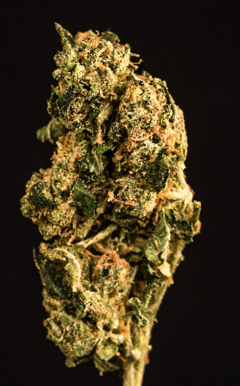 Close-up of marijuana against black background