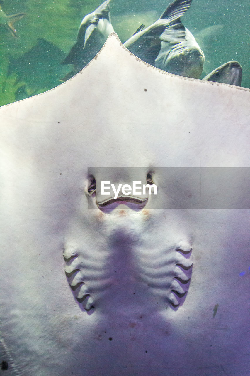 Close-up of stingray and fish swimming in aquarium