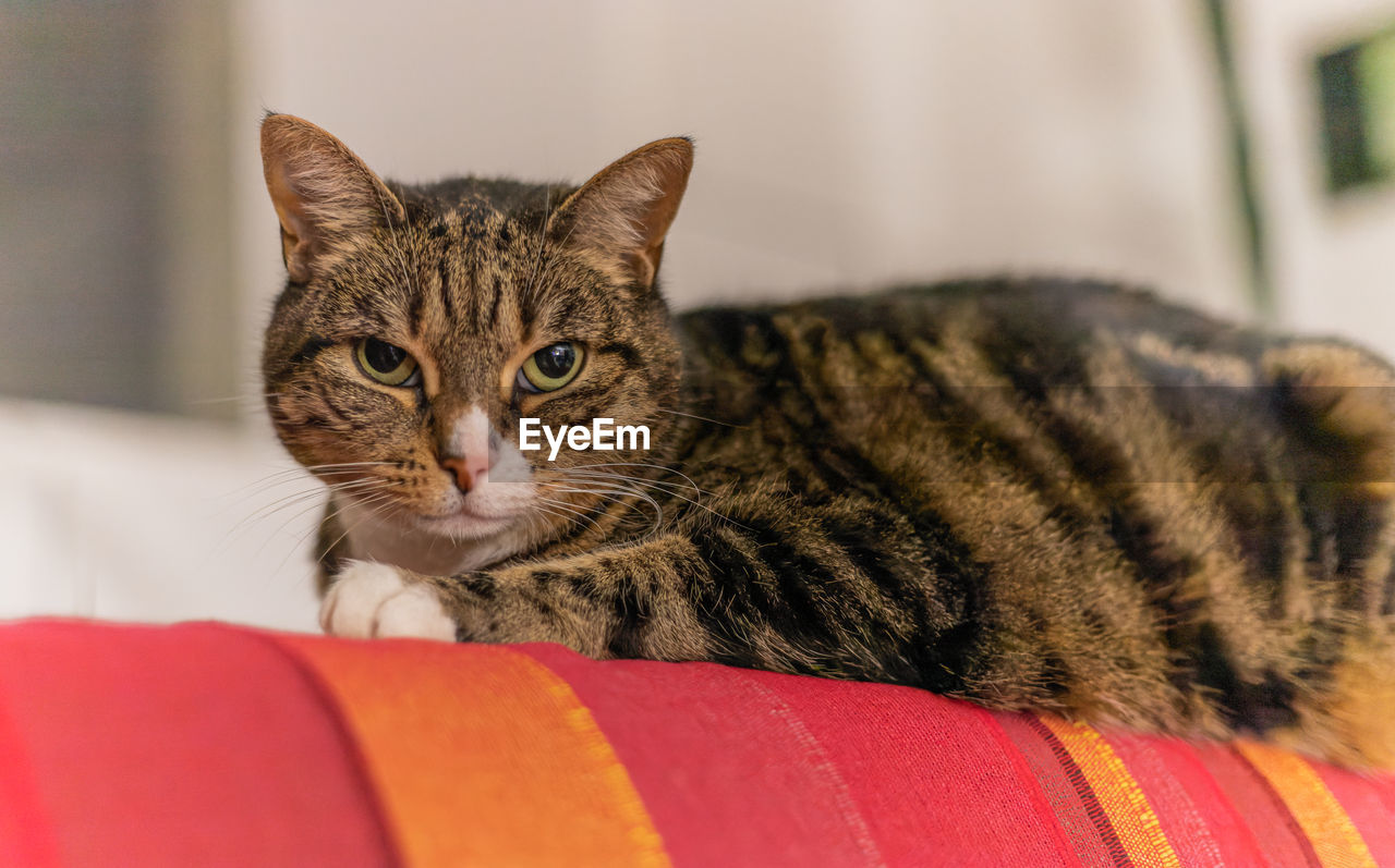 animal, animal themes, mammal, pet, domestic animals, cat, domestic cat, one animal, feline, tabby cat, whiskers, relaxation, portrait, furniture, no people, looking at camera, close-up, indoors, small to medium-sized cats, felidae, tabby, home interior, carnivore, lying down, animal body part, resting