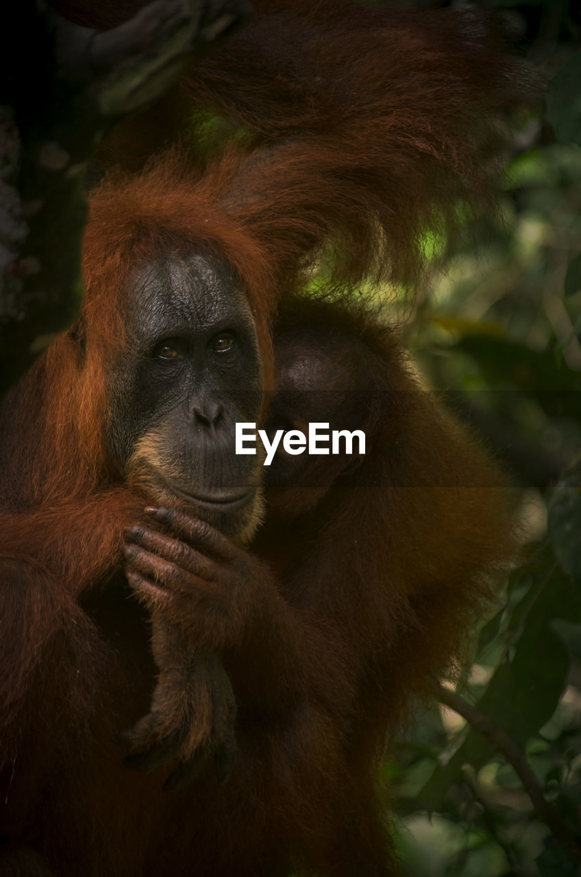 Wild orangutan in the jungle, sumatra, bukit lawang