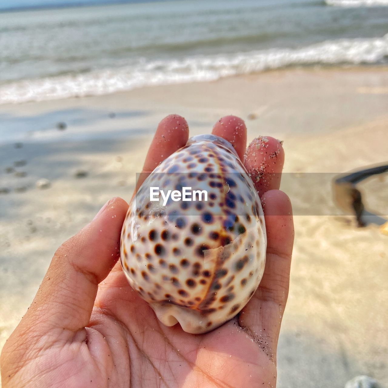Cropped hand holding tiger cowrie shell  at beach