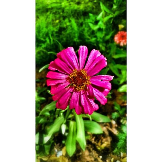 CLOSE-UP OF PINK FLOWERS