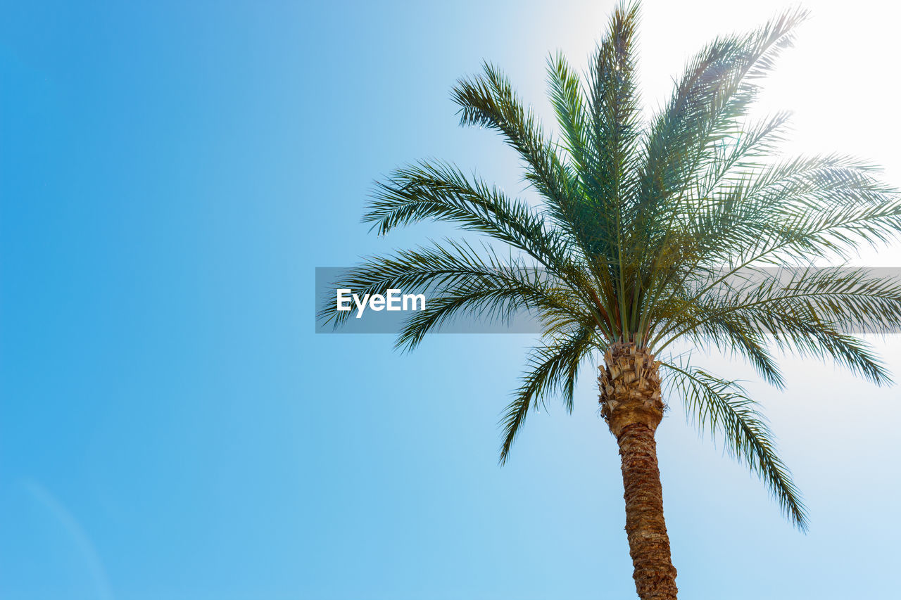 One palm tree on blue sky background on sunny day without clouds