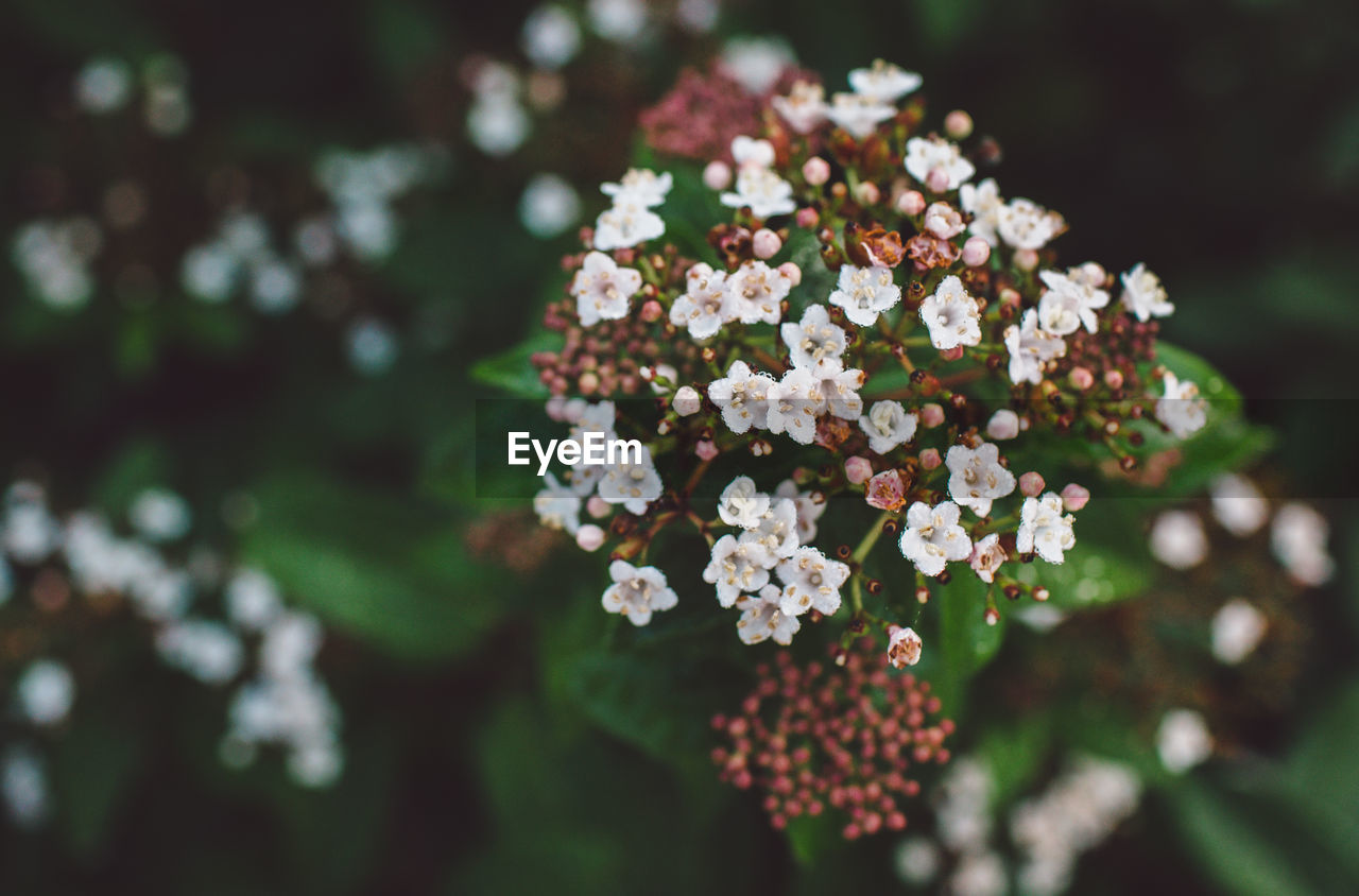 Close-up of flowers against blurred background