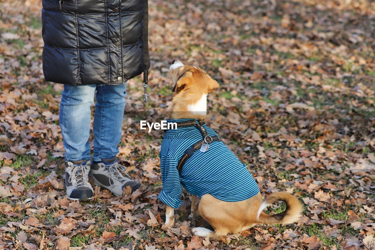 Low section of person with dog standing on field