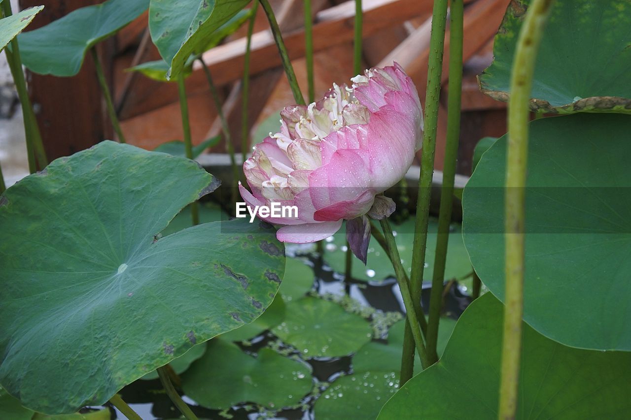 CLOSE-UP OF PINK LOTUS WATER LILY IN LAKE