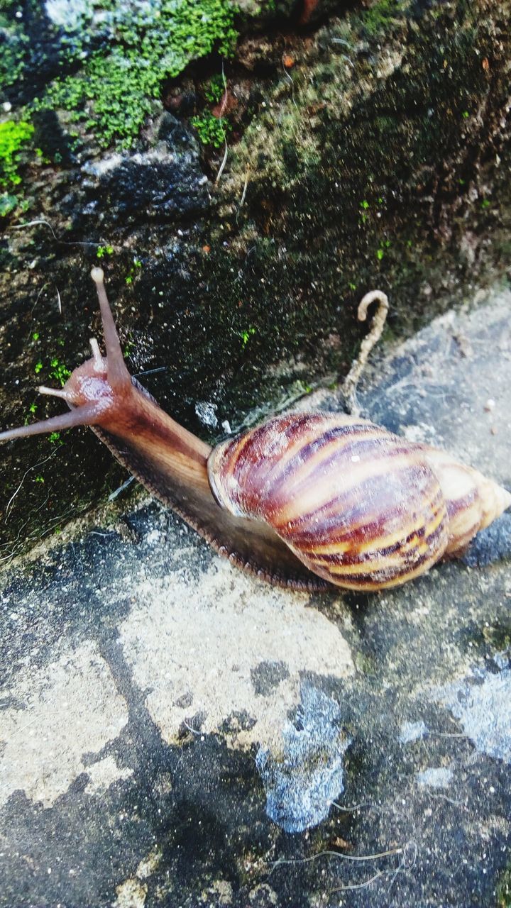 HIGH ANGLE VIEW OF CRAB ON LEAF