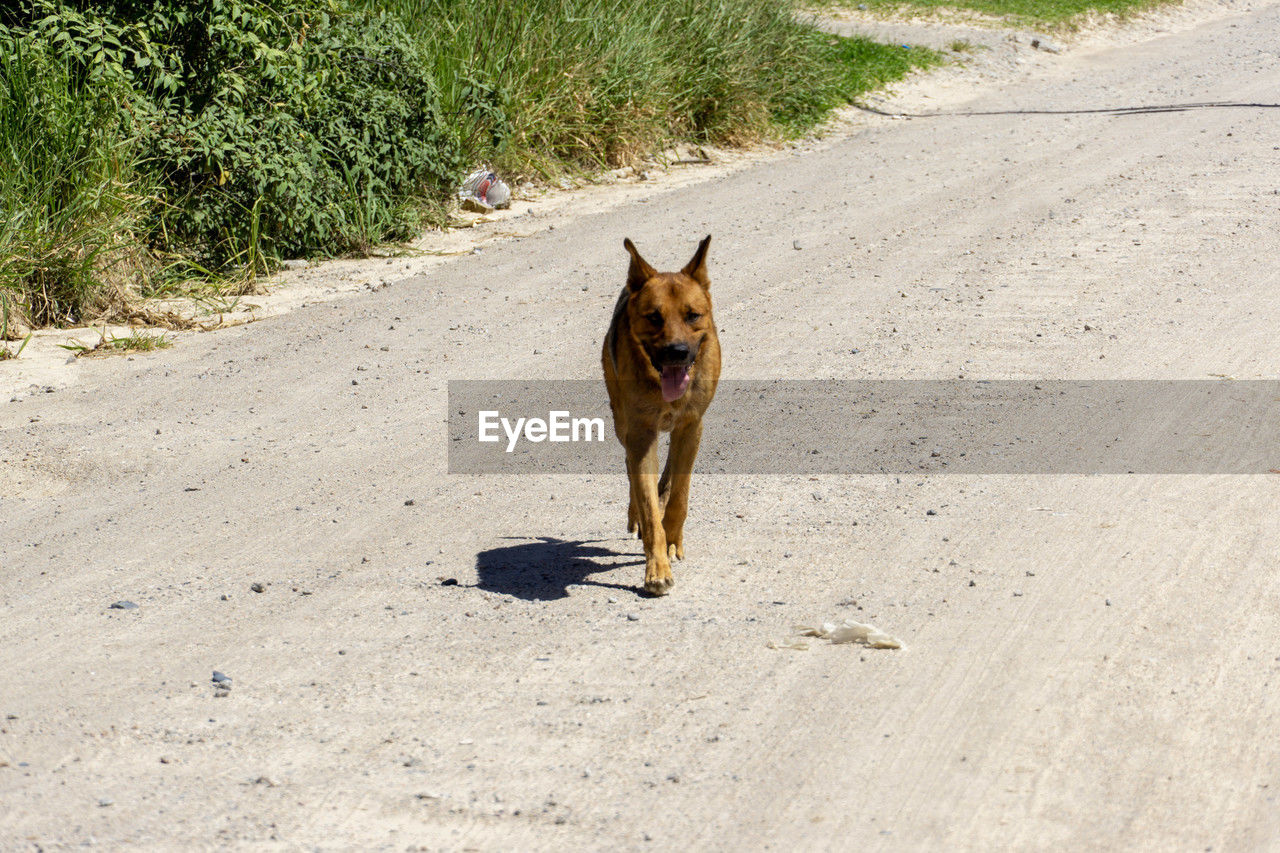 one animal, animal themes, animal, pet, mammal, domestic animals, dog, canine, land, sunlight, nature, day, no people, road, sand, german shepherd, shadow, outdoors, plant, portrait, looking at camera, high angle view, running