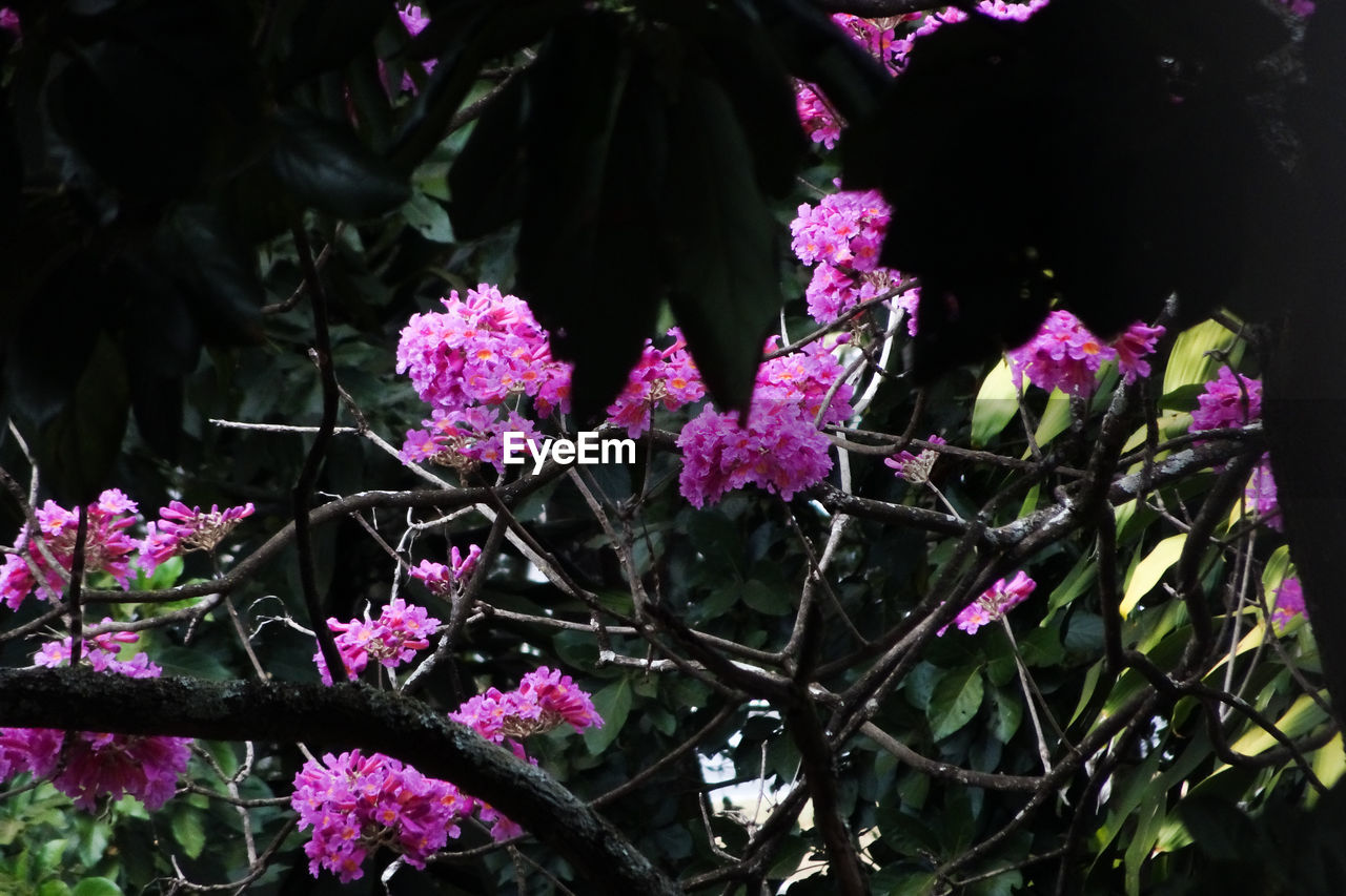 CLOSE-UP OF PINK FLOWER BLOOMING OUTDOORS