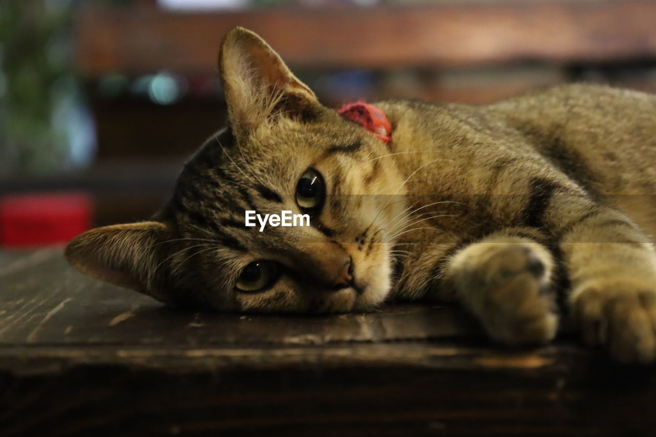 animal, animal themes, mammal, pet, cat, one animal, domestic animals, whiskers, domestic cat, close-up, relaxation, feline, lying down, small to medium-sized cats, felidae, no people, indoors, resting, tabby cat, selective focus, kitten, portrait, focus on foreground, looking at camera, animal body part