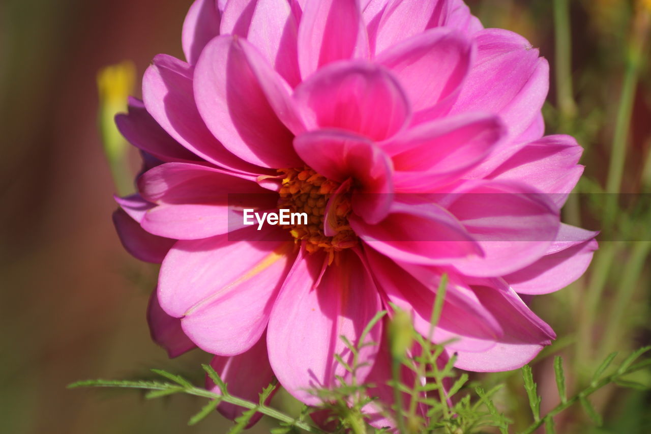 CLOSE-UP OF BEE POLLINATING ON PINK FLOWER