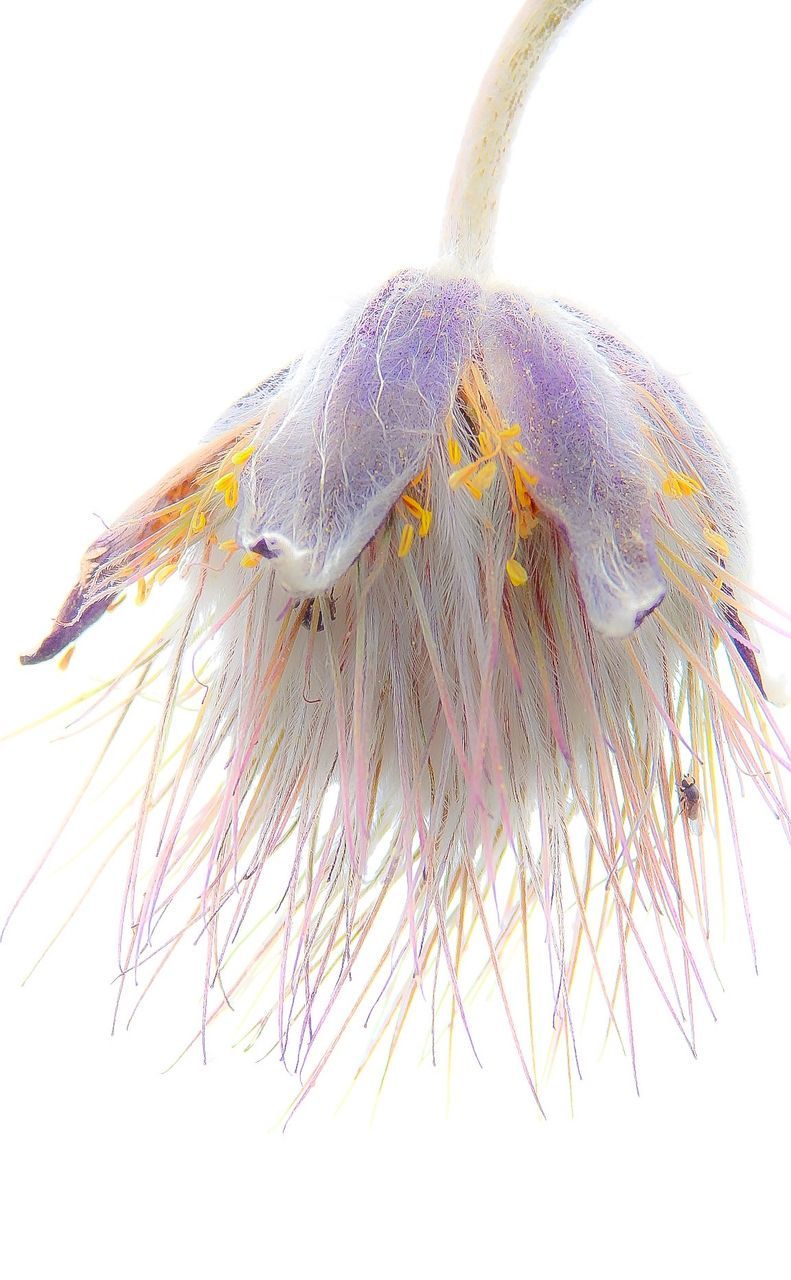 CLOSE-UP OF OVER WHITE BACKGROUND