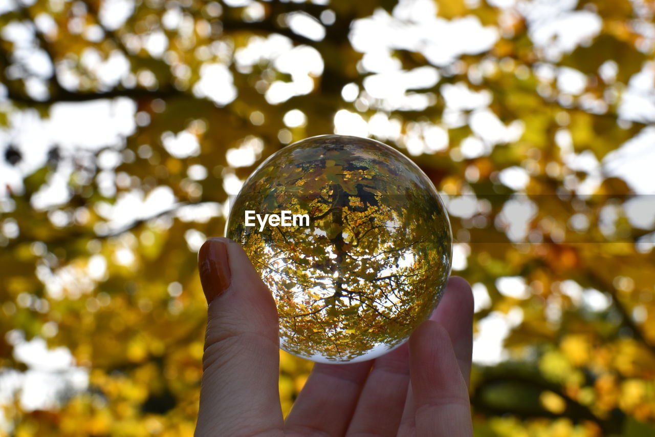 yellow, sunlight, holding, hand, tree, autumn, one person, leaf, plant, nature, focus on foreground, light, branch, outdoors, flower, sphere, day, green, close-up, macro photography, sky, leisure activity, adult, shiny, gold, personal perspective, reflection, lifestyles, finger, plant part
