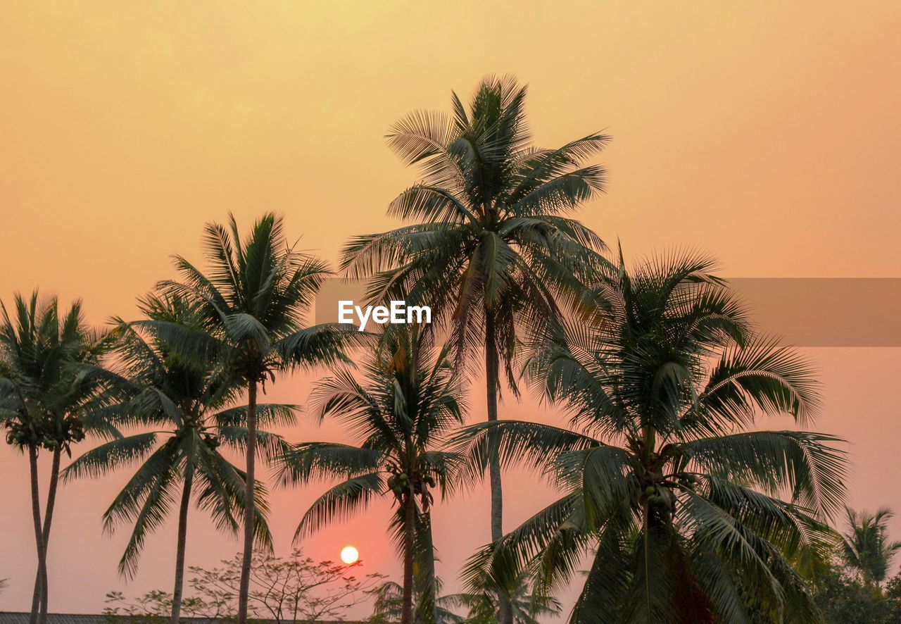 Silhouette palm trees against romantic sky at sunset