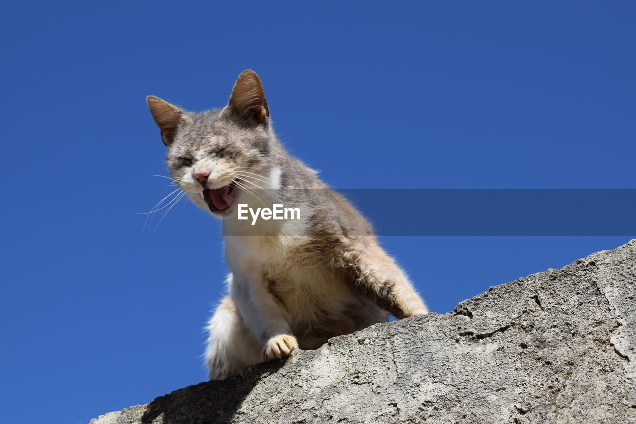 LOW ANGLE VIEW OF CAT SITTING ON ROCKS AGAINST CLEAR BLUE SKY