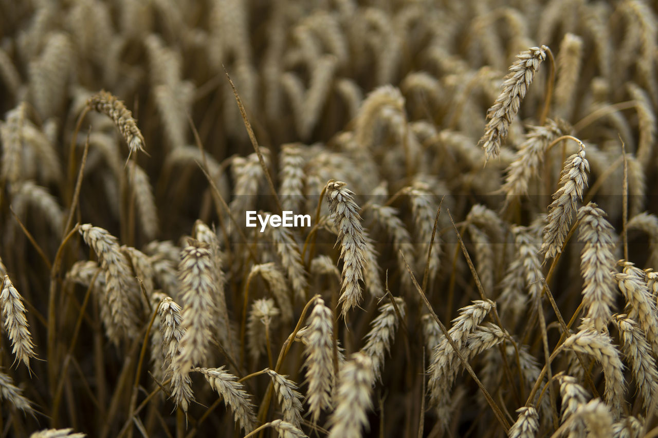 full frame shot of wheat growing on field
