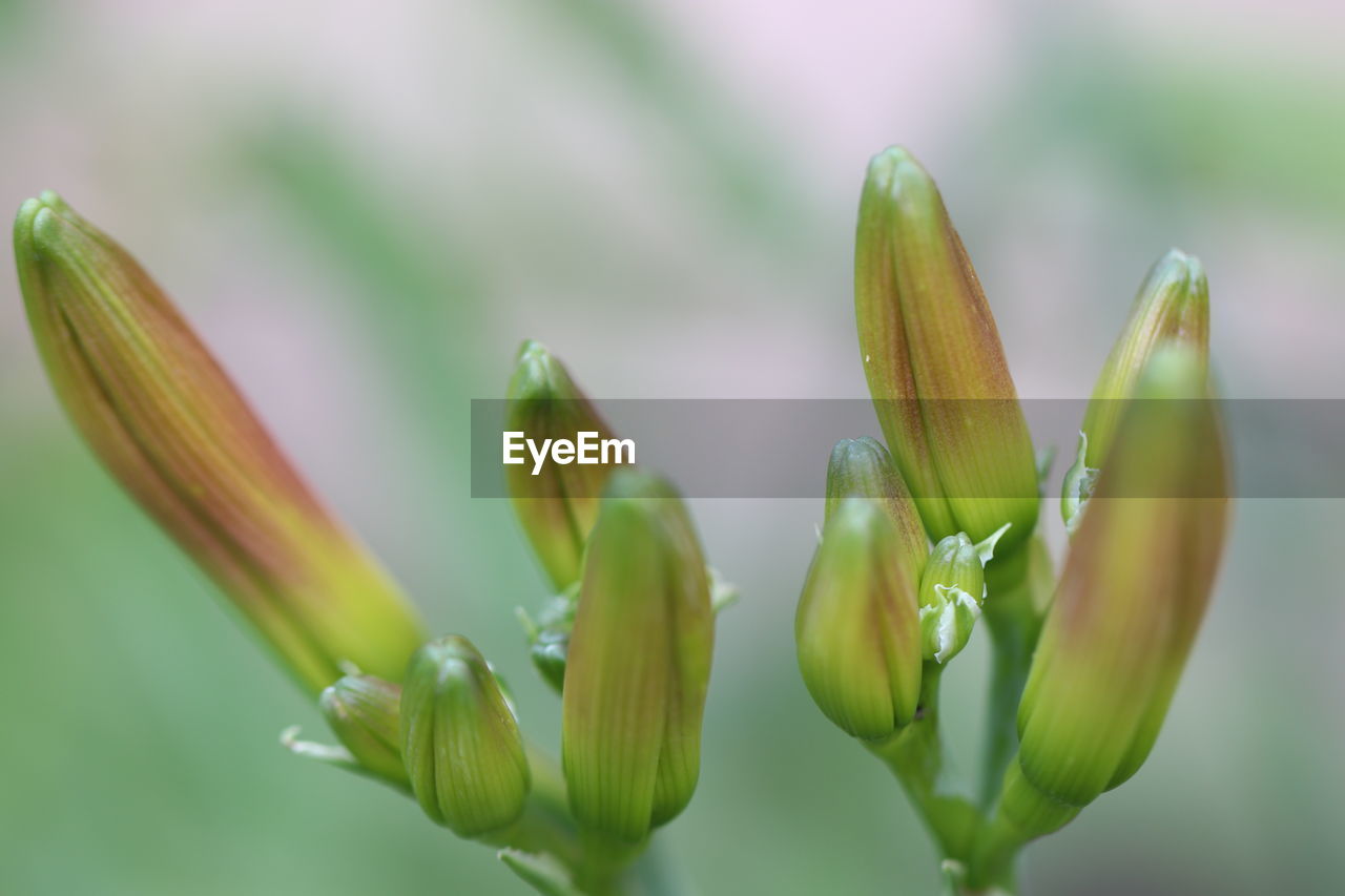 Close-up of flower buds