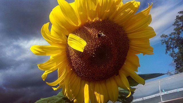 CLOSE-UP OF SUNFLOWER BLOOMING IN PARK