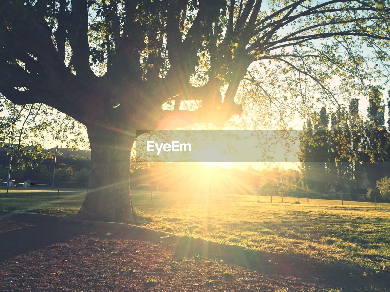 SUN SHINING THROUGH TREES