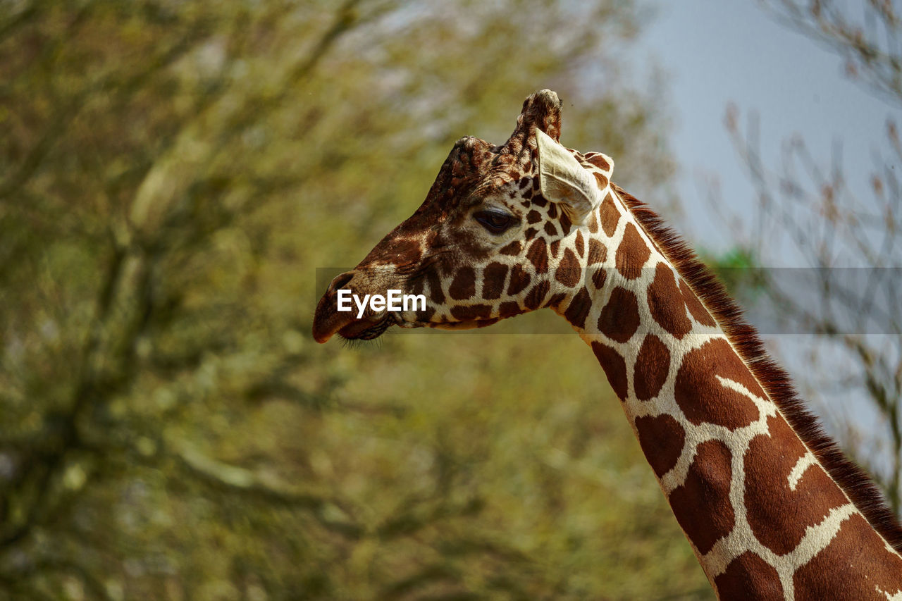 Close up giraffe