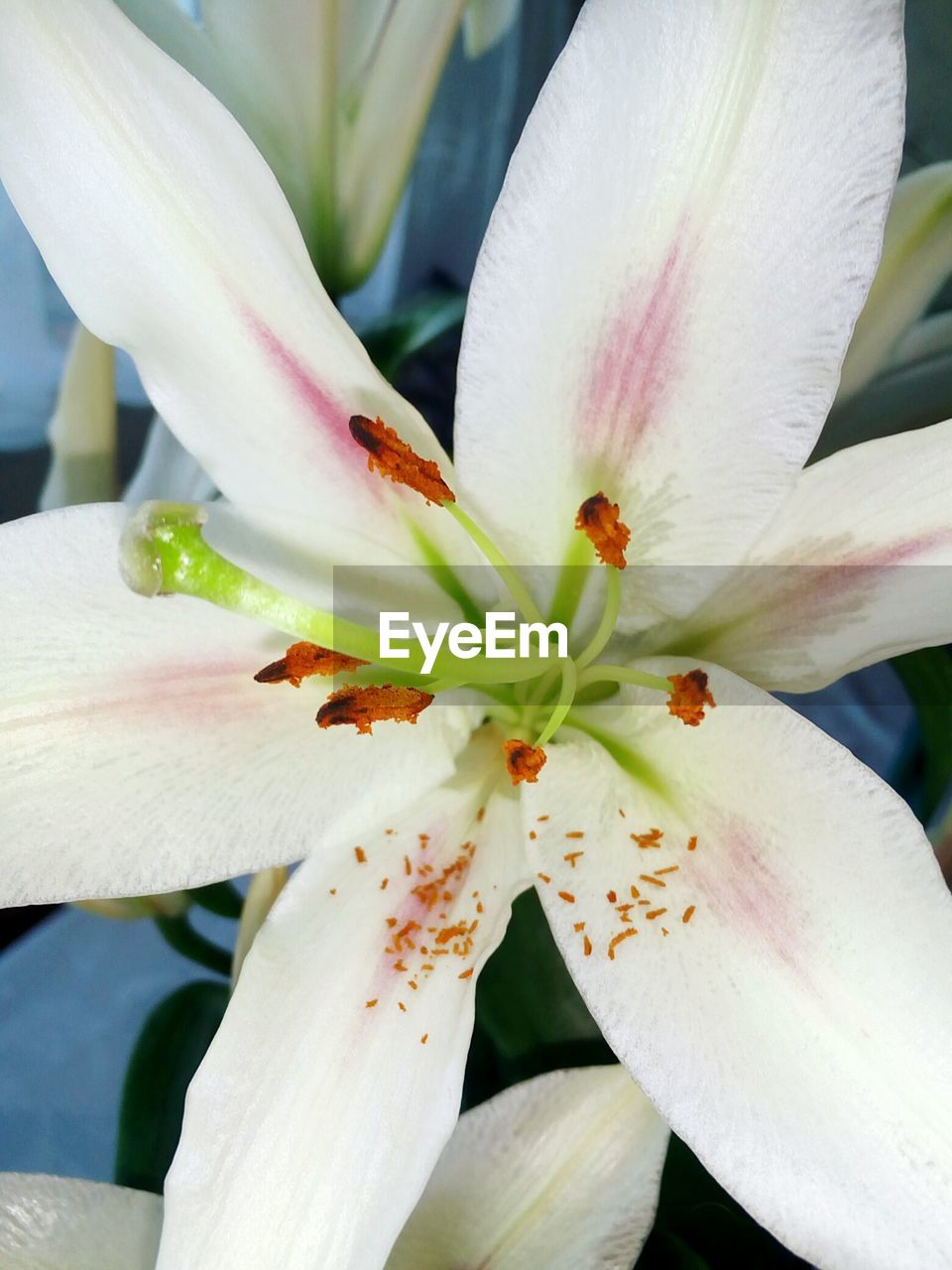 CLOSE-UP OF WHITE DAY LILY