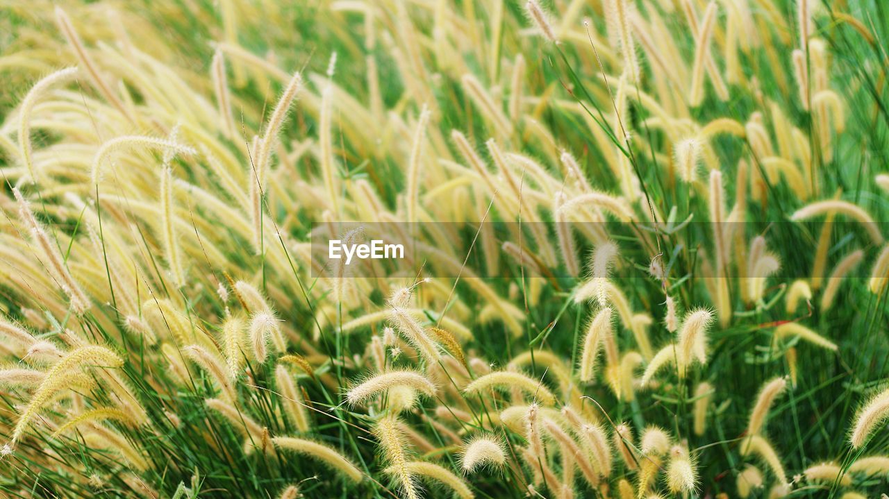 CLOSE-UP OF WHEAT GROWING IN FIELD