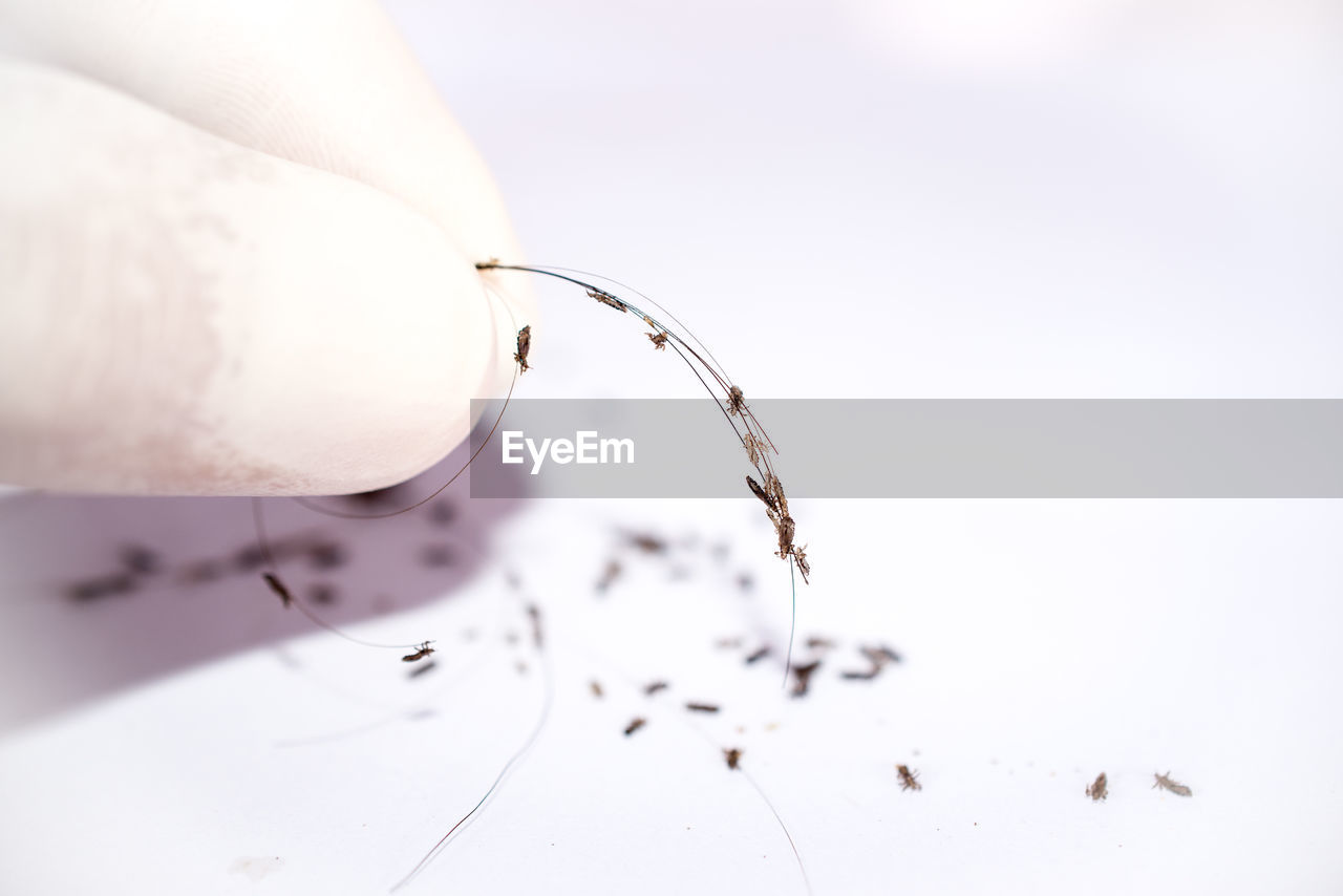 Cropped hand holding hair with head louse