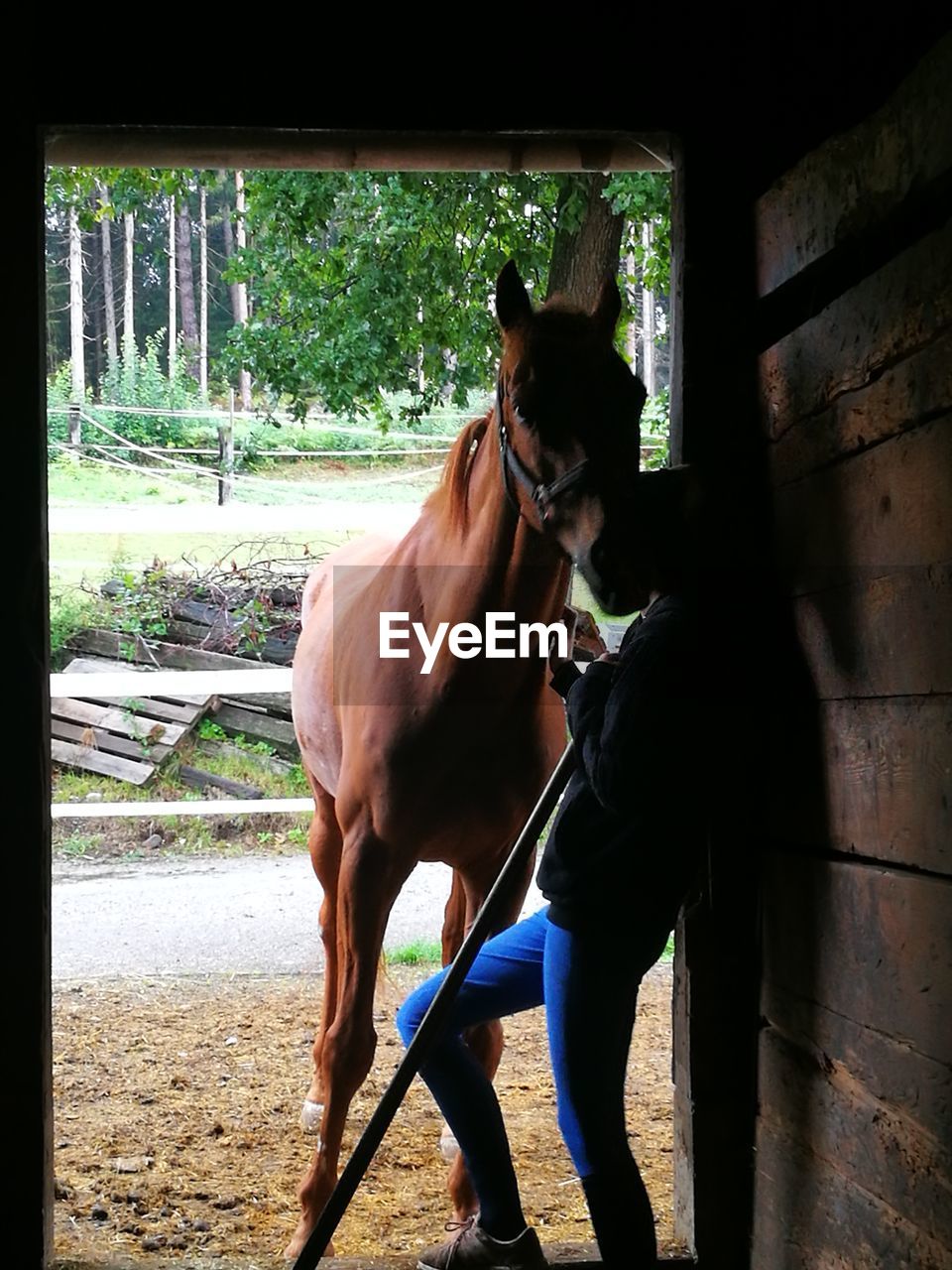 DOG STANDING ON HORSE IN PEN