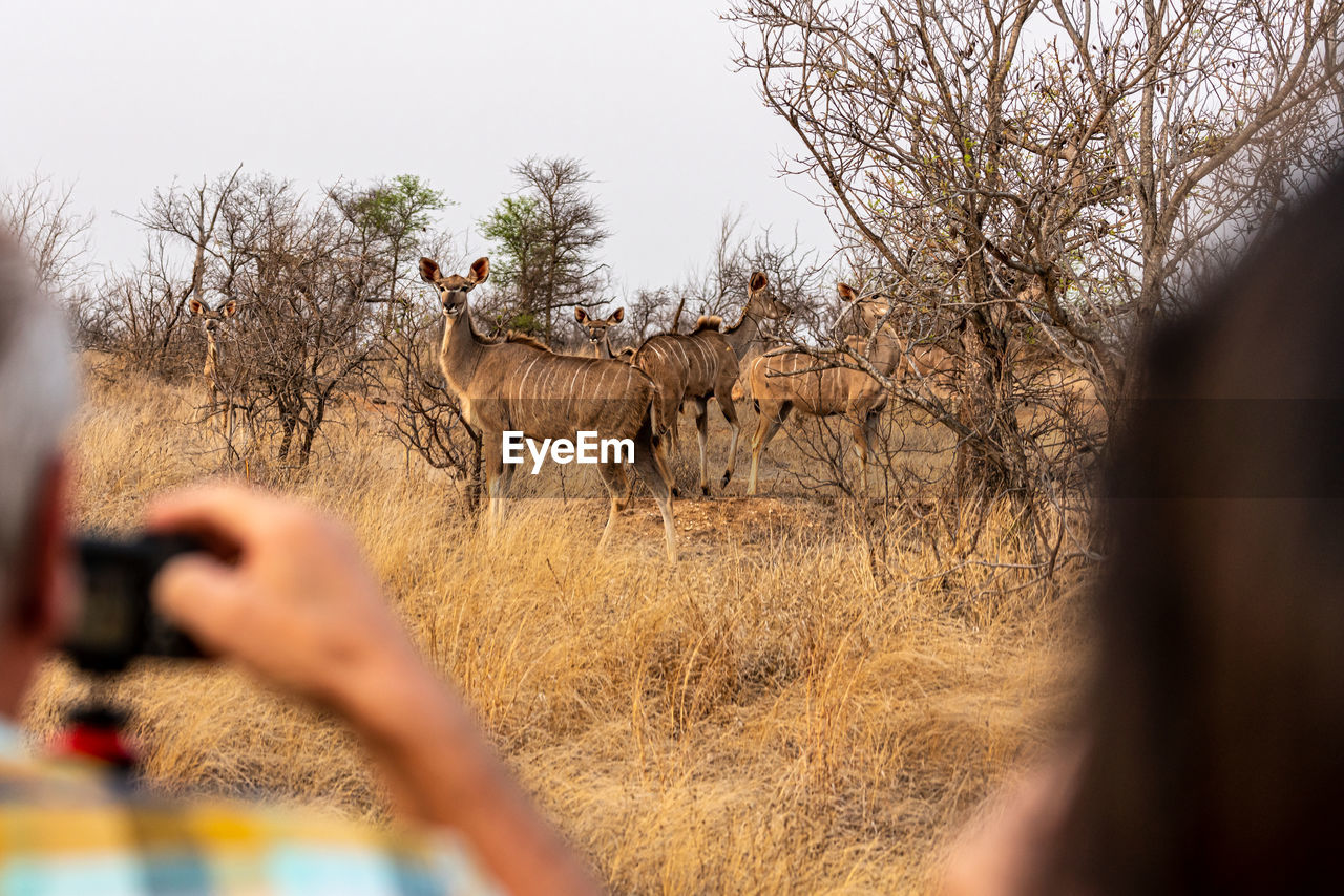 Safari photohunting
