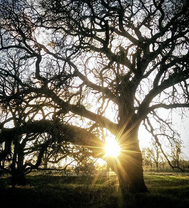 SUN SHINING THROUGH TREES ON LANDSCAPE