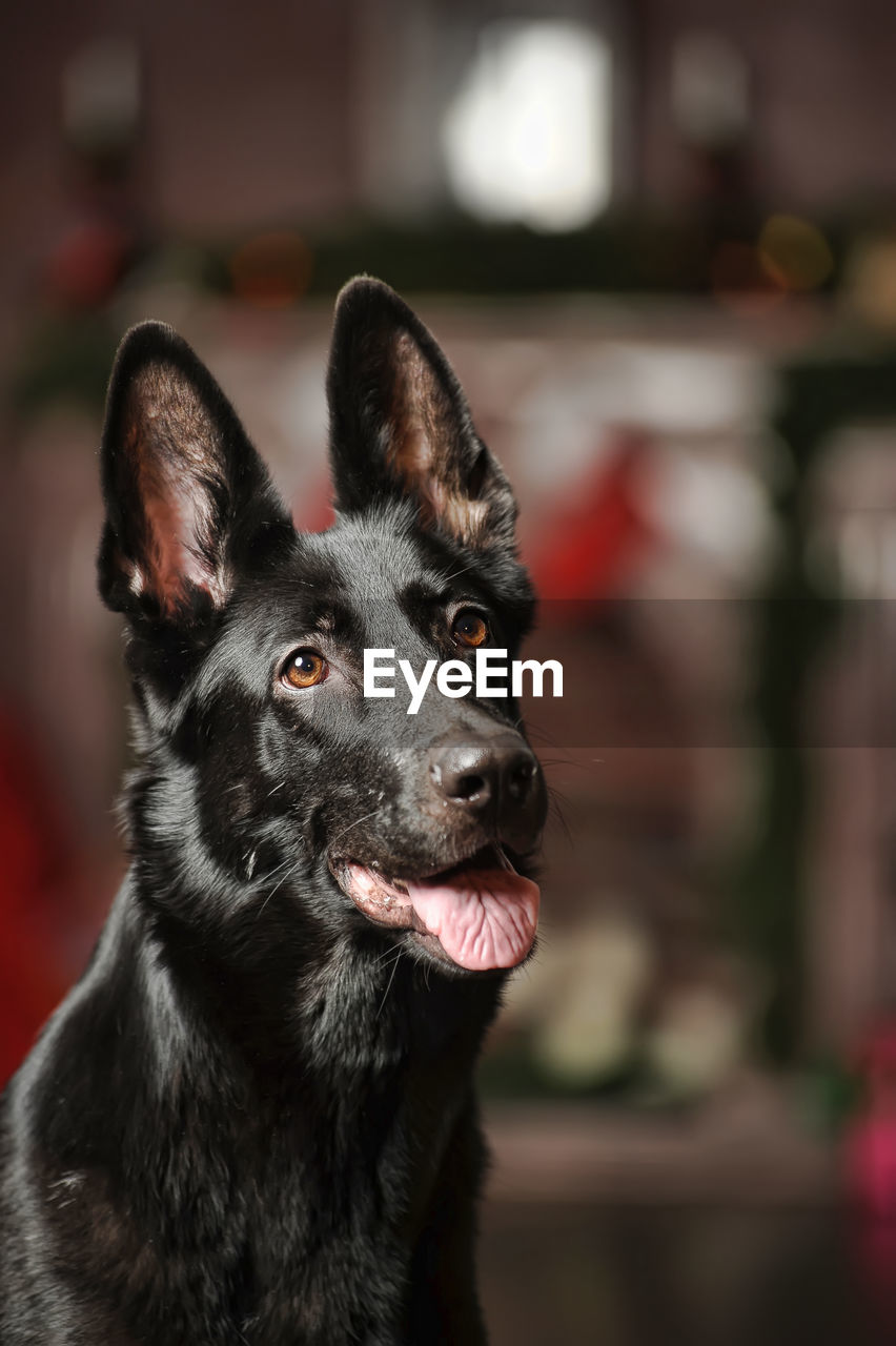 CLOSE-UP OF DOG LOOKING AWAY