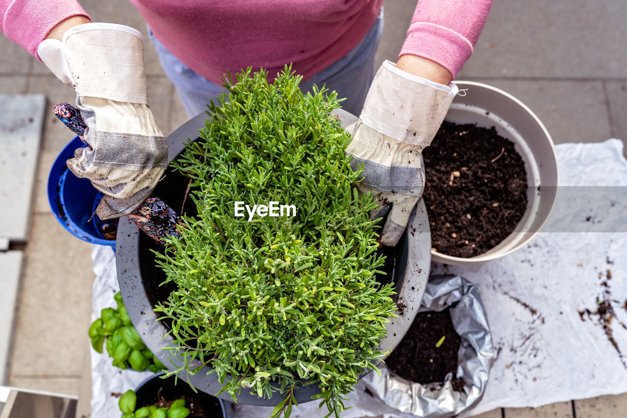 Top view of woman hands in gloves transplanting lavender  at home balcony kitchen garden 