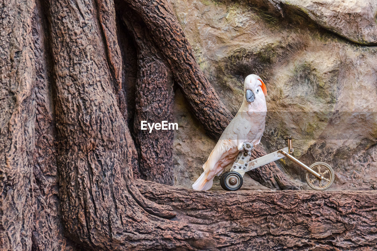 View of bird perching on tree trunk