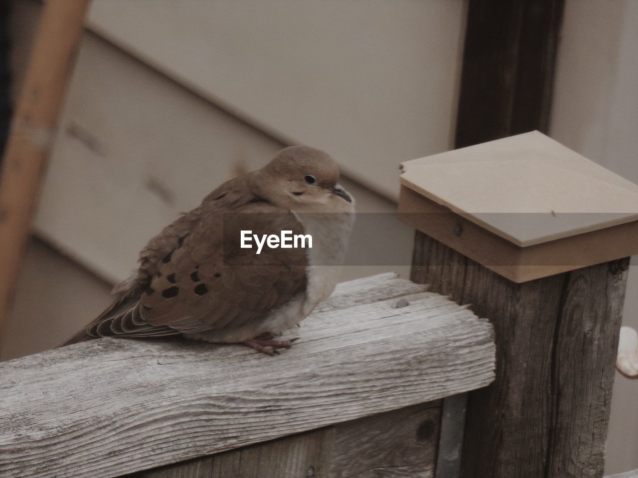 CLOSE-UP OF BIRD ON TABLE